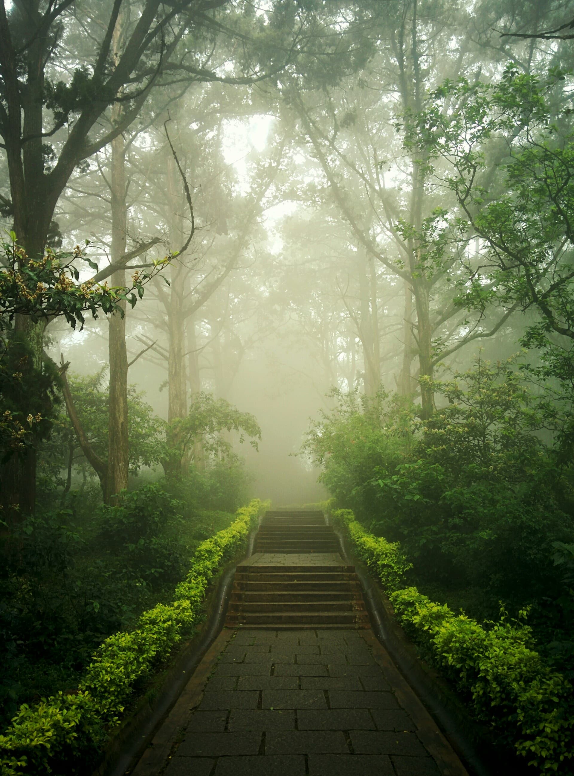 Forest path walked in absolute quiet
